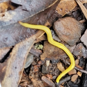 Caenoplana sulphurea at Tinderry, NSW - 30 Jan 2022