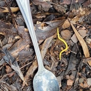 Caenoplana sulphurea at Tinderry, NSW - 30 Jan 2022