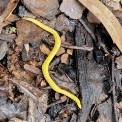 Caenoplana sulphurea at Tinderry, NSW - 30 Jan 2022