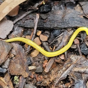 Caenoplana sulphurea at Tinderry, NSW - 30 Jan 2022