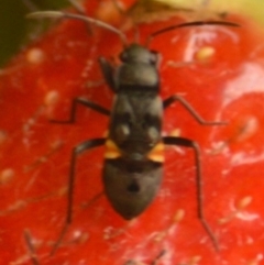 Lygaeidae (family) (Seed bug) at Mount Jerrabomberra QP - 30 Jan 2022 by Tmac