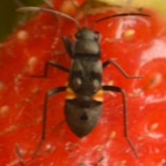 Lygaeidae (family) (Seed bug) at Jerrabomberra, NSW - 30 Jan 2022 by Tmac