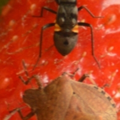 Lygaeidae (family) at Jerrabomberra, NSW - suppressed