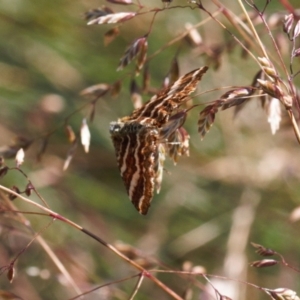 Chrysolarentia polycarpa at Cotter River, ACT - 27 Jan 2022