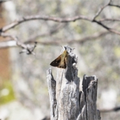 Timoconia flammeata (Bright Shield-skipper) at Cotter River, ACT - 27 Jan 2022 by RAllen