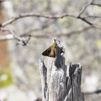 Timoconia flammeata (Bright Shield-skipper) at Cotter River, ACT - 27 Jan 2022 by RAllen