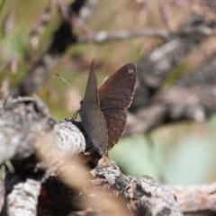 Erina hyacinthina (Varied Dusky-blue) at Cotter River, ACT - 27 Jan 2022 by RAllen