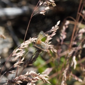 Neolucia agricola at Cotter River, ACT - 27 Jan 2022