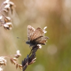 Neolucia agricola at Cotter River, ACT - 27 Jan 2022