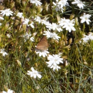 Timoconia flammeata at Cotter River, ACT - 27 Jan 2022