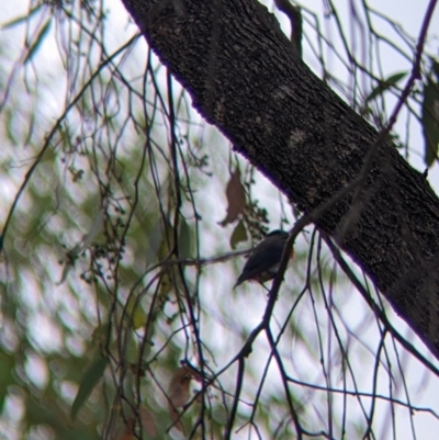 Dicaeum hirundinaceum (Mistletoebird) at Barham, NSW - 30 Jan 2022 by Darcy