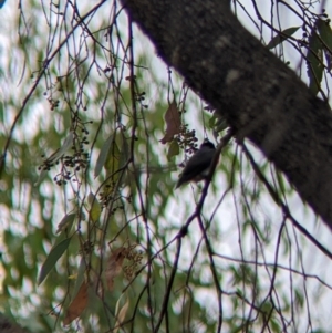 Dicaeum hirundinaceum at Barham, NSW - 30 Jan 2022