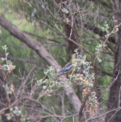 Platycercus elegans flaveolus (Yellow Rosella) at Barham, NSW - 30 Jan 2022 by Darcy