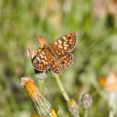 Oreixenica orichora (Spotted Alpine Xenica) at Cotter River, ACT - 27 Jan 2022 by RAllen