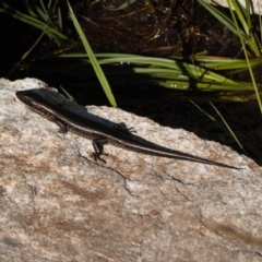 Eulamprus tympanum at Cotter River, ACT - 27 Jan 2022