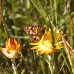 Heteronympha cordace (Bright-eyed Brown) at Cotter River, ACT - 27 Jan 2022 by RAllen