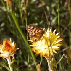 Heteronympha cordace at Cotter River, ACT - 27 Jan 2022