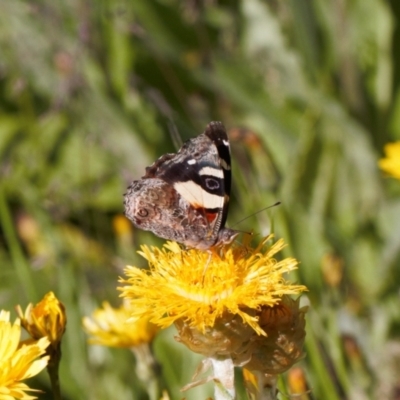 Podolepis robusta (Alpine Podolepis) at Cotter River, ACT - 27 Jan 2022 by RAllen