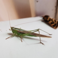 Conocephalus semivittatus (Meadow katydid) at Fyshwick, ACT - 30 Jan 2022 by MatthewFrawley