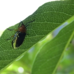 Adoxia benallae (Leaf beetle) at Lilli Pilli, NSW - 20 Dec 2021 by Birdy