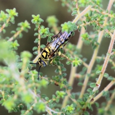 Agriomyia sp. (genus) (Yellow flower wasp) at Wodonga, VIC - 29 Jan 2022 by KylieWaldon