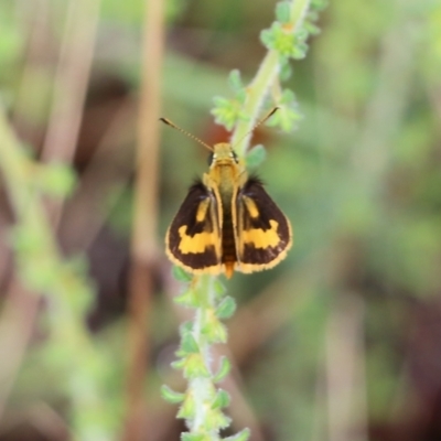 Ocybadistes walkeri (Green Grass-dart) at Wodonga, VIC - 29 Jan 2022 by KylieWaldon