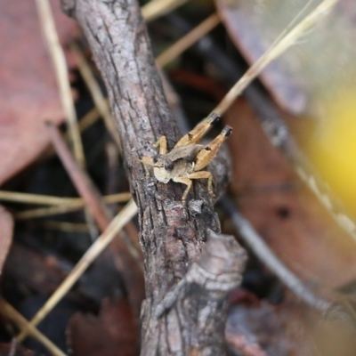 Phaulacridium vittatum (Wingless Grasshopper) at Wodonga, VIC - 30 Jan 2022 by KylieWaldon