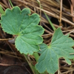 Hydrocotyle laxiflora (Stinking Pennywort) at Wodonga, VIC - 29 Jan 2022 by KylieWaldon