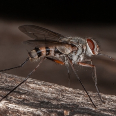Prosena sp. (genus) (A bristle fly) at Paddys River, ACT - 29 Jan 2022 by rawshorty