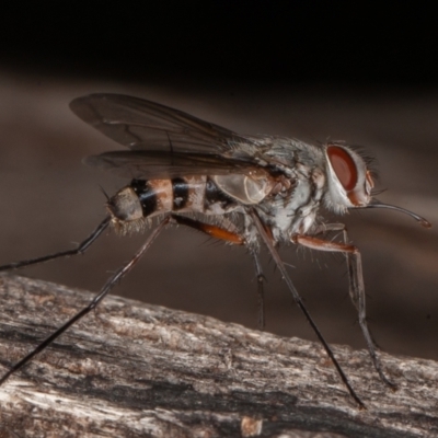 Prosena sp. (genus) (A bristle fly) at Paddys River, ACT - 30 Jan 2022 by rawshorty