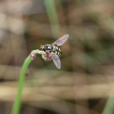 Simosyrphus grandicornis (Common hover fly) at Wodonga, VIC - 29 Jan 2022 by KylieWaldon