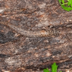 Limax maximus at Paddys River, ACT - 30 Jan 2022