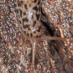 Limax maximus at Paddys River, ACT - 30 Jan 2022