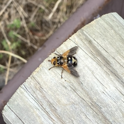 Microtropesa sinuata (A bristle fly) at Wandiyali-Environa Conservation Area - 28 Jan 2022 by Wandiyali