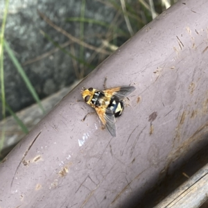 Microtropesa sinuata at Googong, NSW - 28 Jan 2022