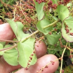 Veronica perfoliata at Cotter River, ACT - 20 Jan 2022