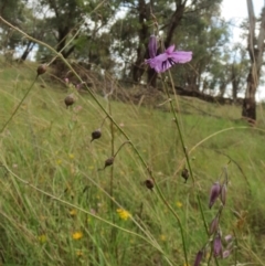 Arthropodium fimbriatum (Nodding Chocolate Lily) at Hawker, ACT - 30 Jan 2022 by sangio7