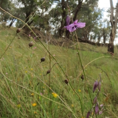 Arthropodium fimbriatum (Nodding Chocolate Lily) at Hawker, ACT - 30 Jan 2022 by sangio7