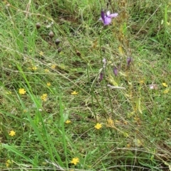 Arthropodium fimbriatum at Hawker, ACT - 30 Jan 2022 10:07 AM