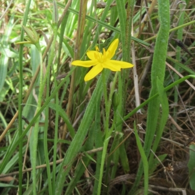 Hypoxis hygrometrica var. villosisepala (Golden Weather-grass) at The Pinnacle - 29 Jan 2022 by sangio7
