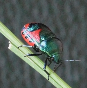 Choerocoris paganus at Paddys River, ACT - 30 Jan 2022 01:53 PM