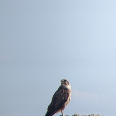 Falco berigora (Brown Falcon) at Pyramid Hill, VIC - 30 Jan 2022 by Darcy