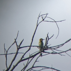 Merops ornatus (Rainbow Bee-eater) at Pyramid Hill, VIC - 29 Jan 2022 by Darcy