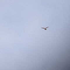 Falco cenchroides (Nankeen Kestrel) at Pyramid Hill, VIC - 30 Jan 2022 by Darcy