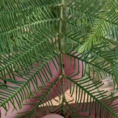 Acacia deanei subsp. paucijuga (Green Wattle) at Pyramid Hill, VIC - 29 Jan 2022 by Darcy