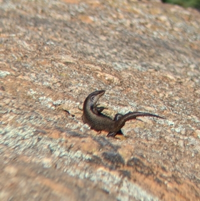 Egernia striolata at Pyramid Hill, VIC - 29 Jan 2022 by Darcy