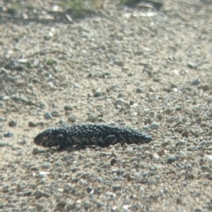Tiliqua rugosa aspera at suppressed - 30 Jan 2022 10:13 AM