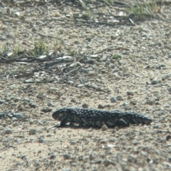 Tiliqua rugosa aspera at suppressed - 30 Jan 2022 10:13 AM