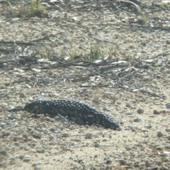 Tiliqua rugosa aspera at suppressed - 30 Jan 2022 10:13 AM