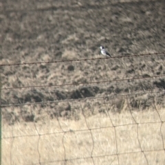 Epthianura albifrons (White-fronted Chat) at Leitchville, VIC - 29 Jan 2022 by Darcy